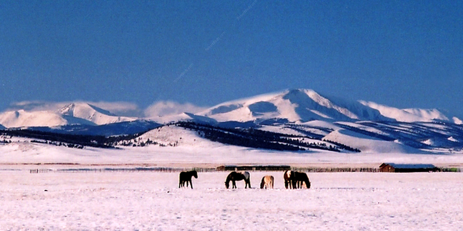 2006-02-hartsel-snow-horses-w