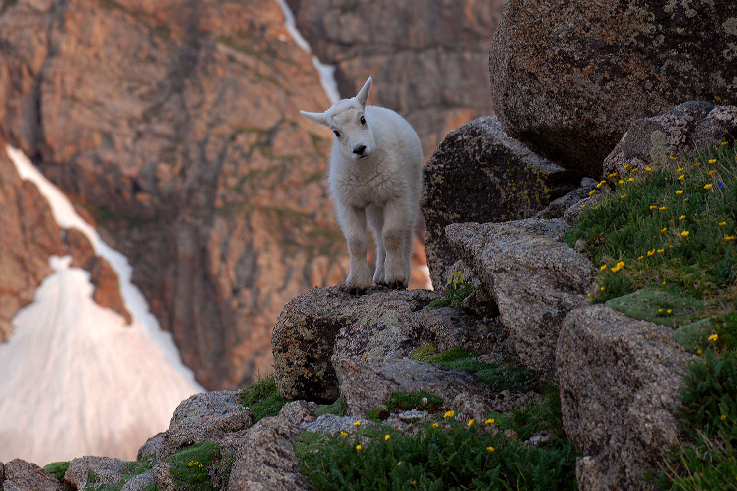 2007-06-30-evans-goats03