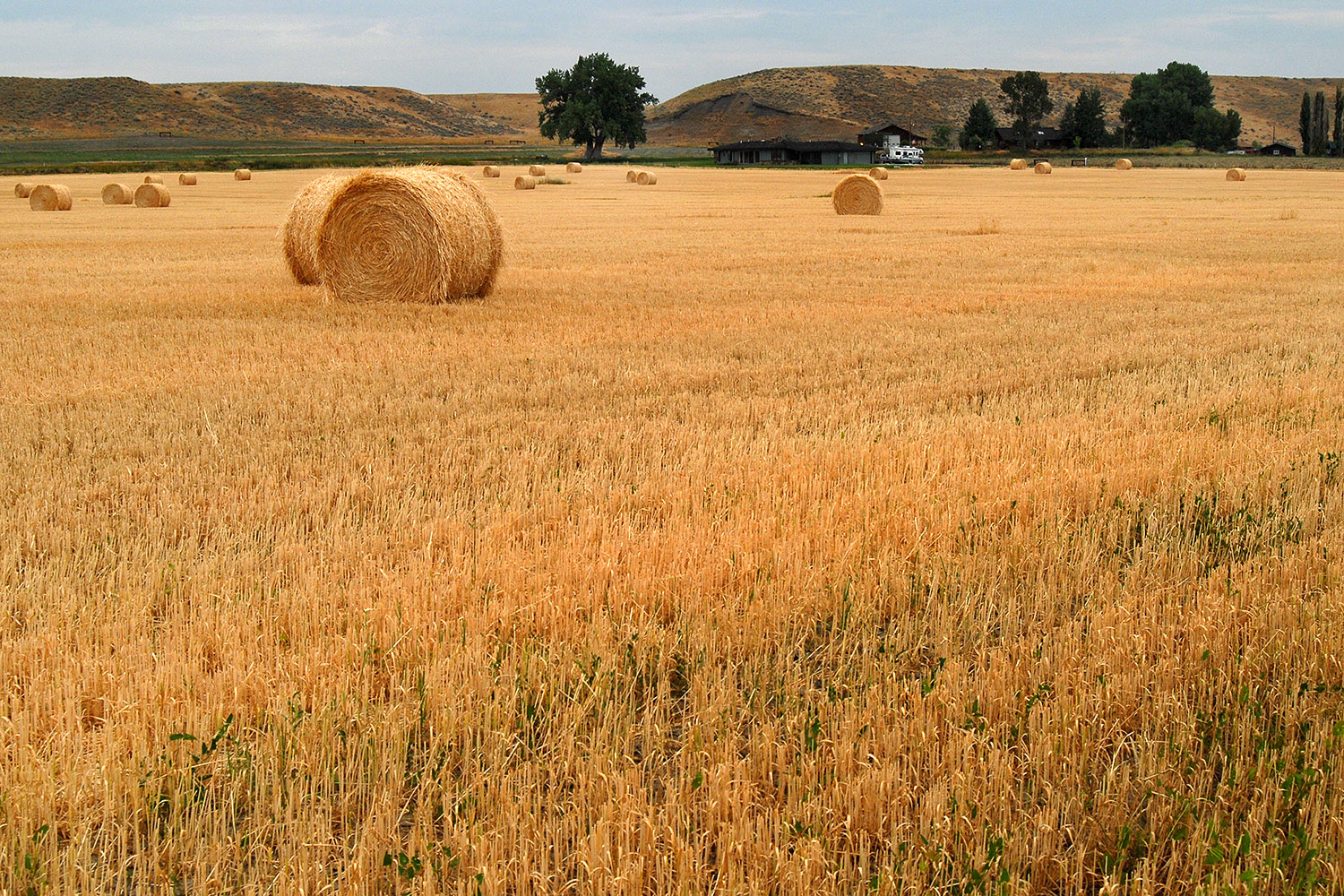 2007-07-26-mt-bear-hay01