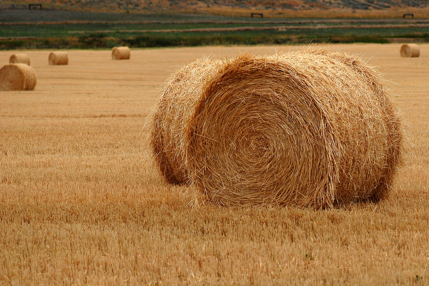 2007-07-26-mt-bear-hay02