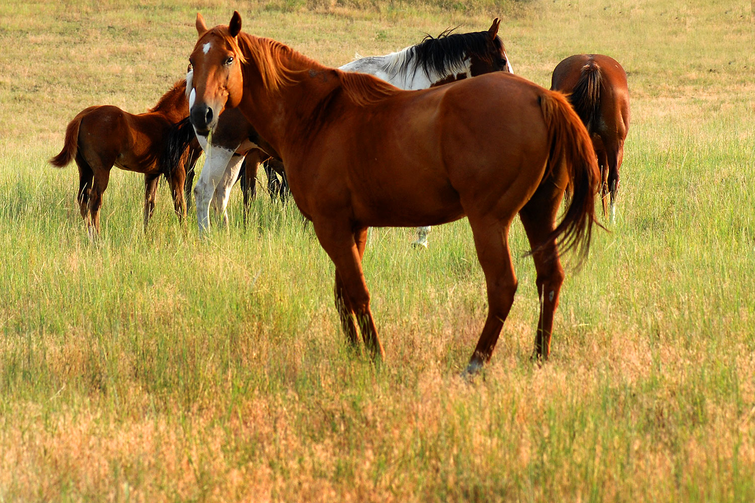 2007-07-27-mt-horses