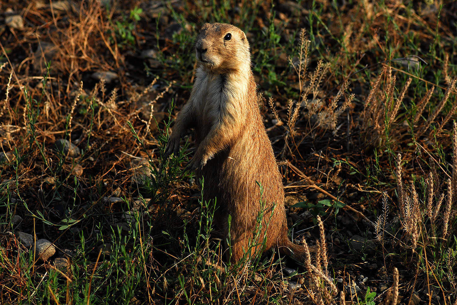 2007-07-27-mt-prairie-dog01