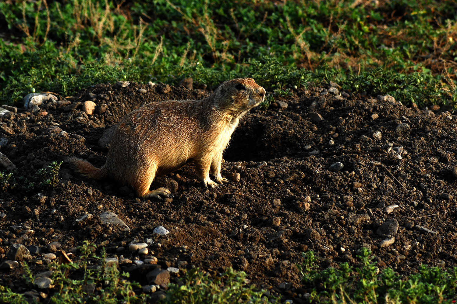 2007-07-27-mt-prairie-dog04