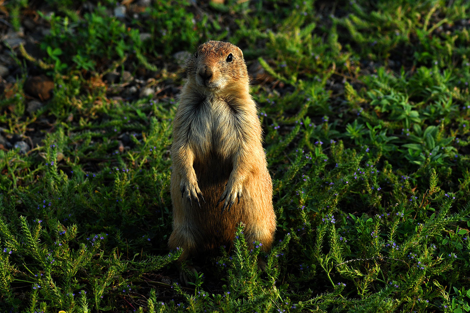 2007-07-27-mt-prairie-dog06