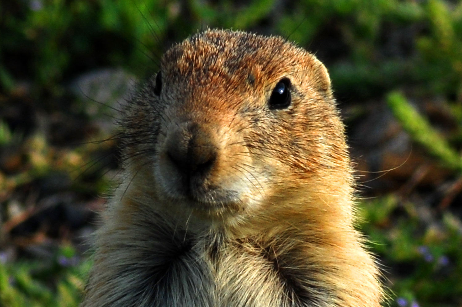 2007-07-27-mt-prairie-dog06c