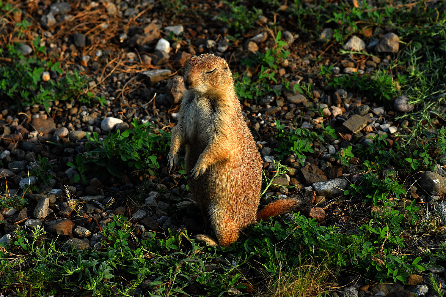 2007-07-27-mt-prairie-dog08