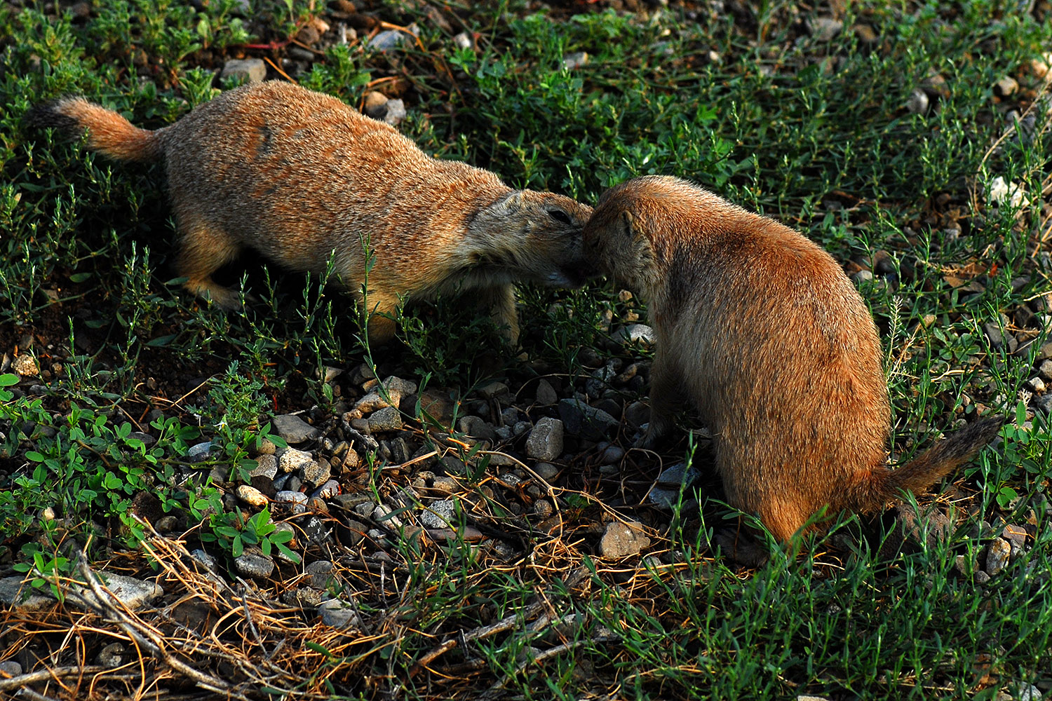 2007-07-27-mt-prairie-dog09
