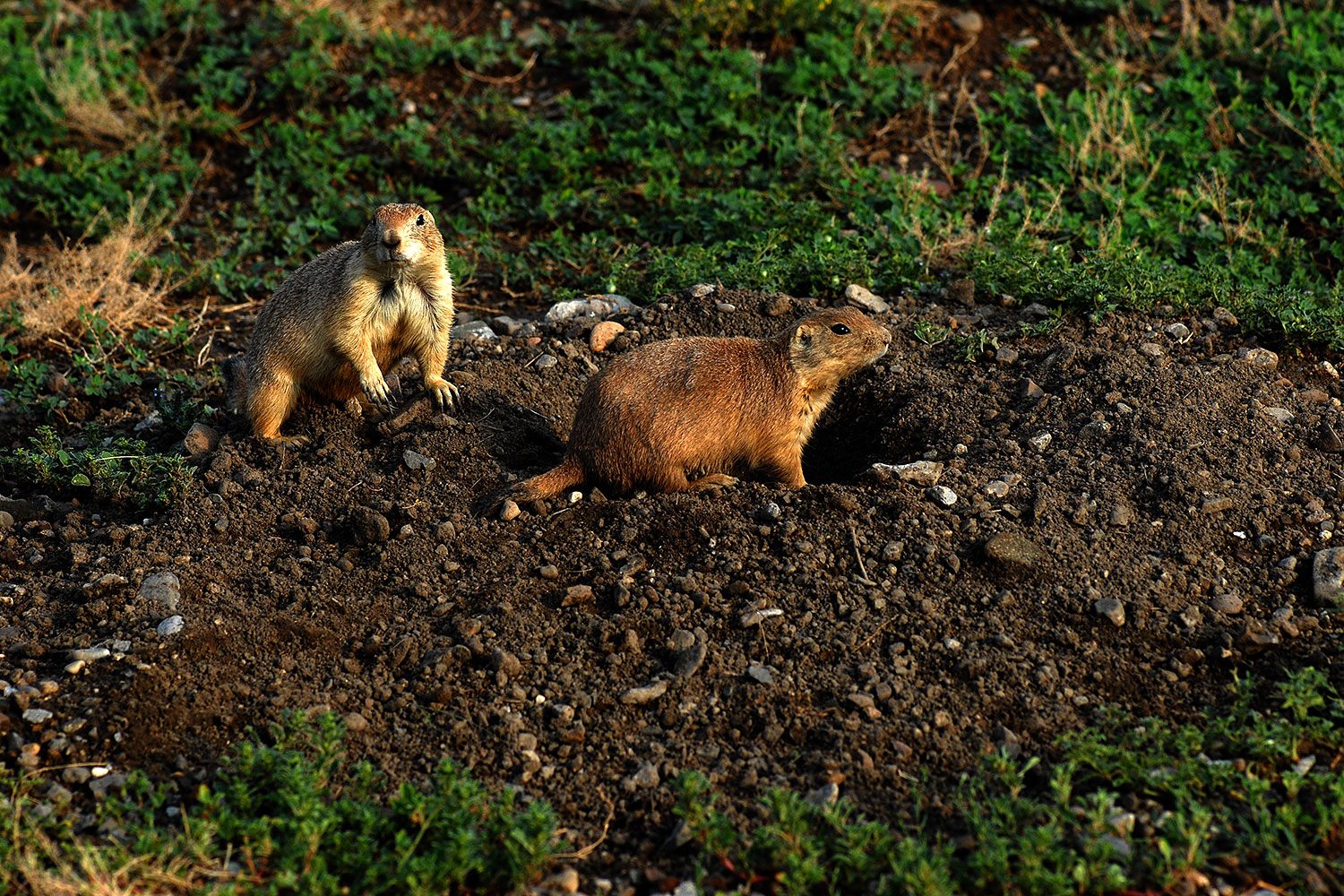 2007-07-27-mt-prairie-dog10