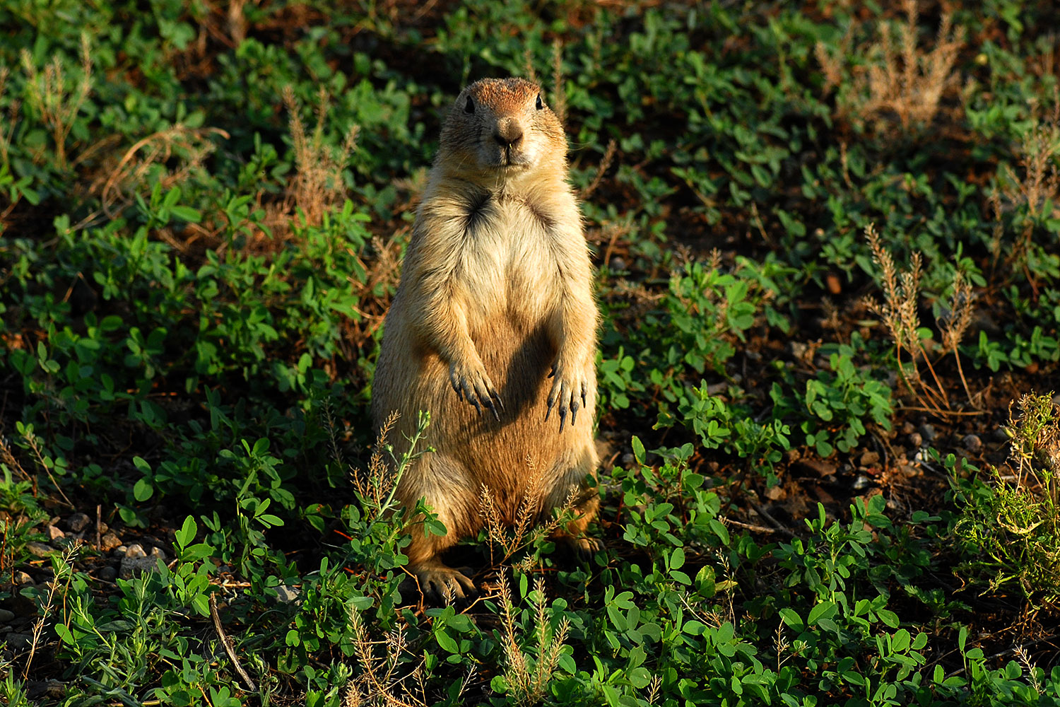 2007-07-27-mt-prairie-dog12