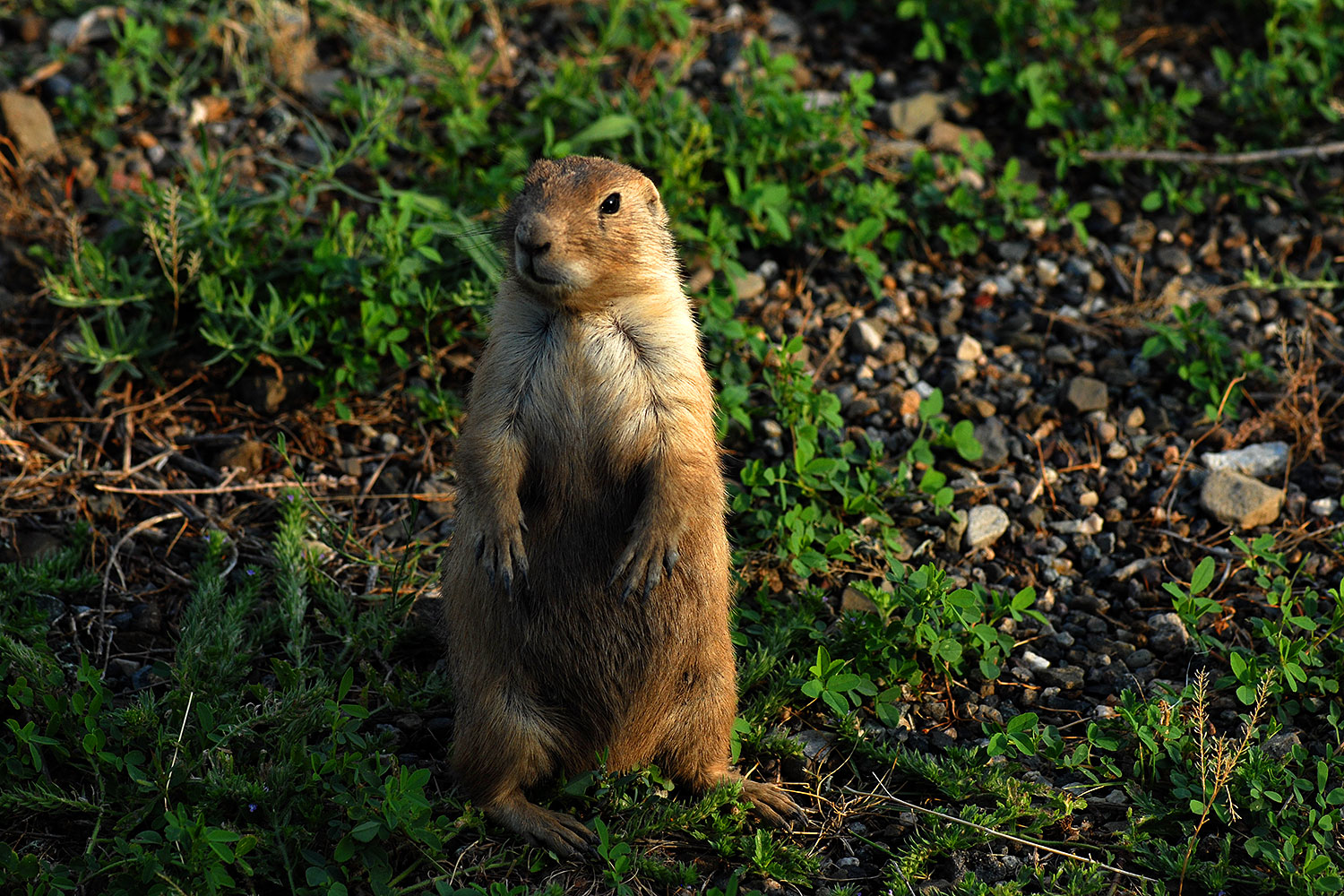 2007-07-27-mt-prairie-dog14