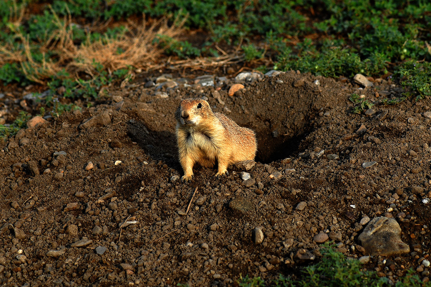 2007-07-27-mt-prairie-dog16