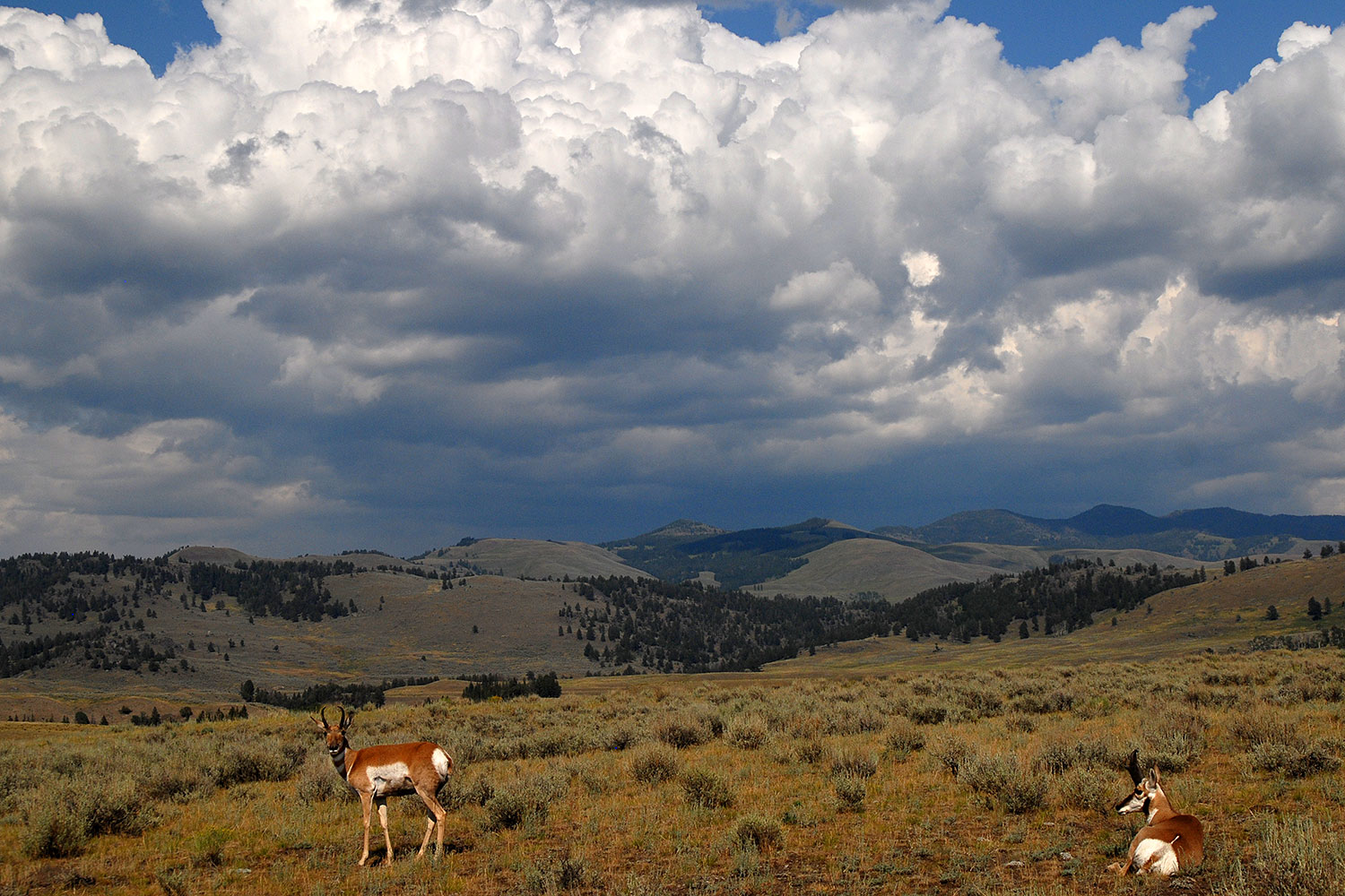 2007-07-27-y-pronghorns02