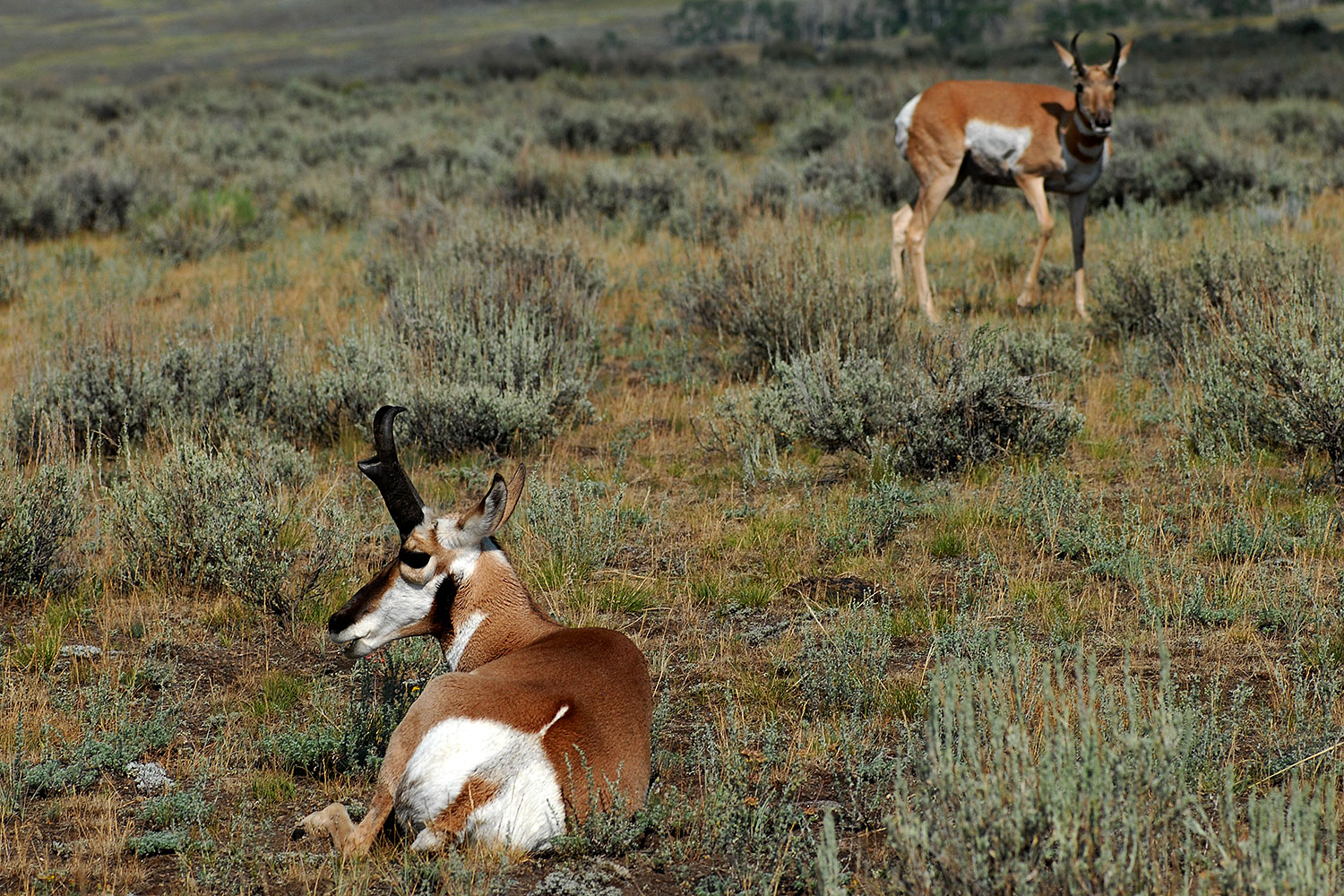 2007-07-27-y-pronghorns03