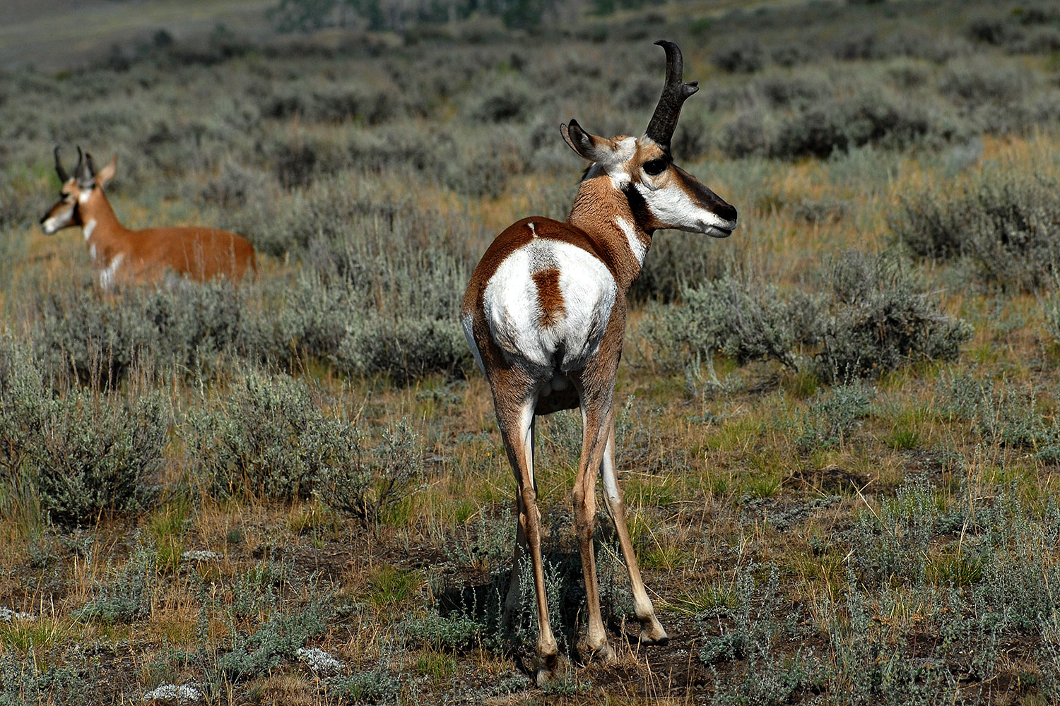 2007-07-27-y-pronghorns04