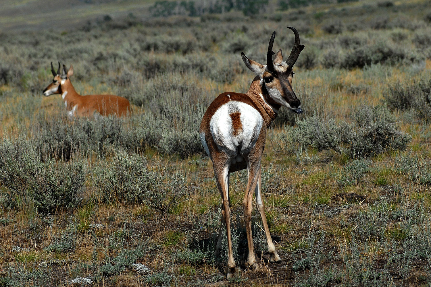2007-07-27-y-pronghorns05
