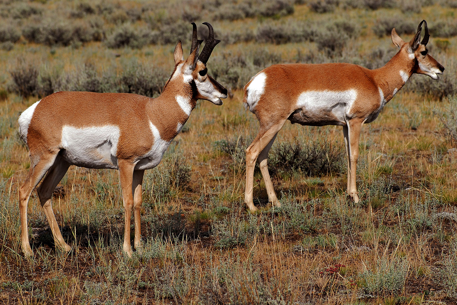 2007-07-27-y-pronghorns06