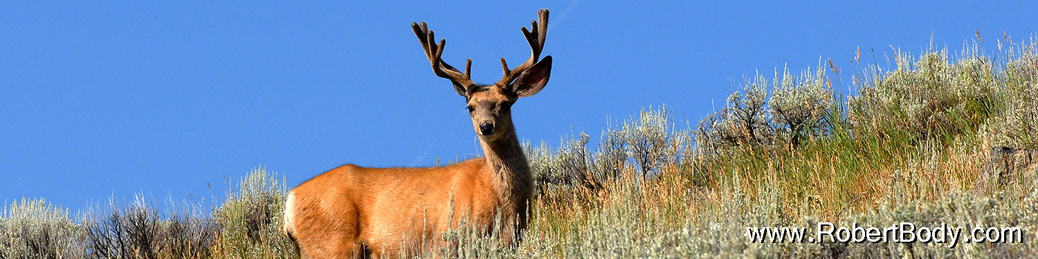 2007-07-28-y-deer01-sp