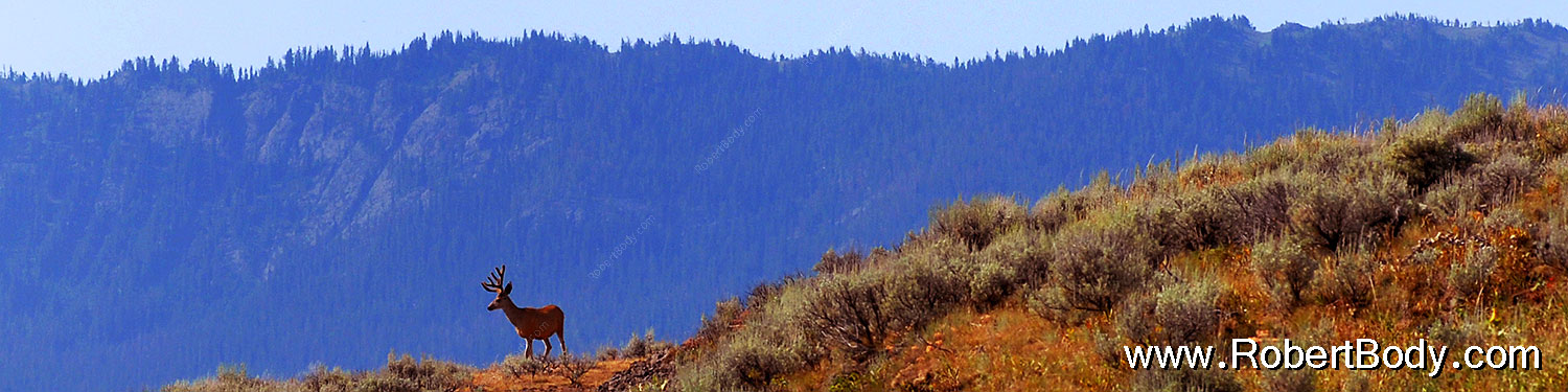 2007-07-28-y-deer05-sp