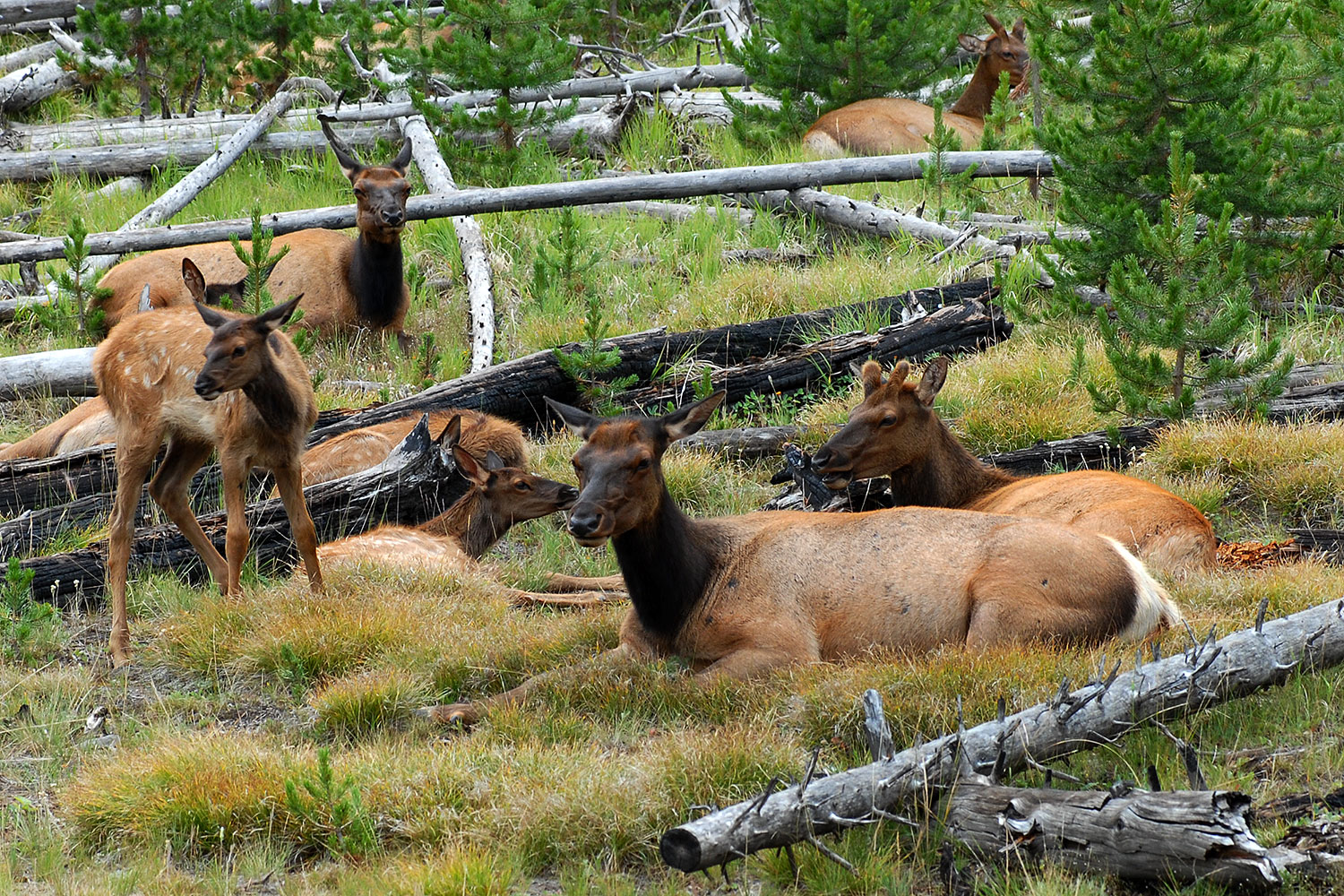 2007-07-28-y-elk04
