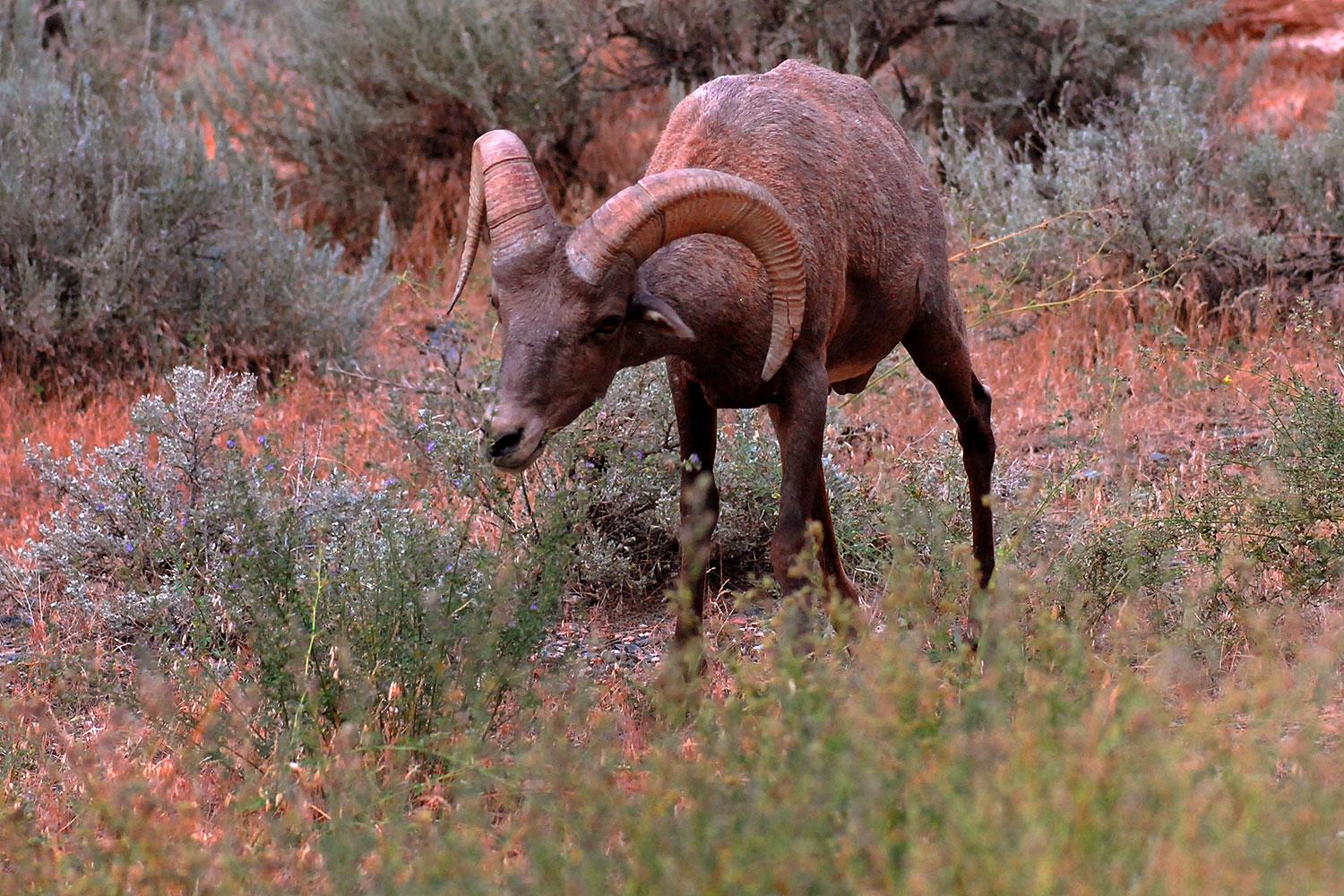 2007-07-29-wind-bighorn02