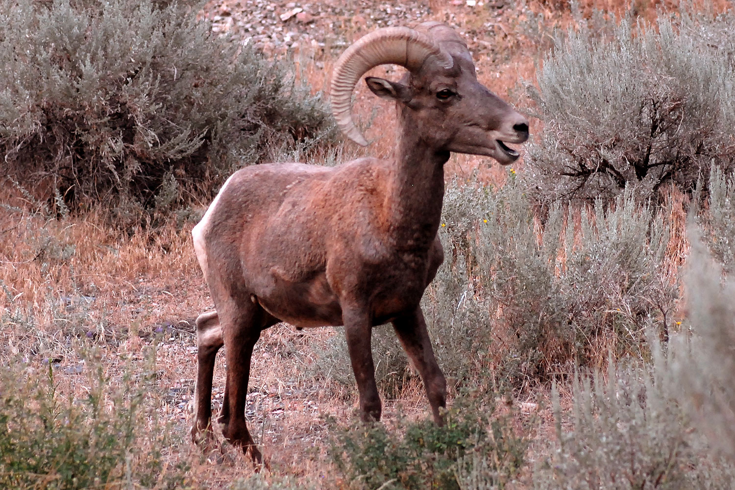 2007-07-29-wind-bighorn03