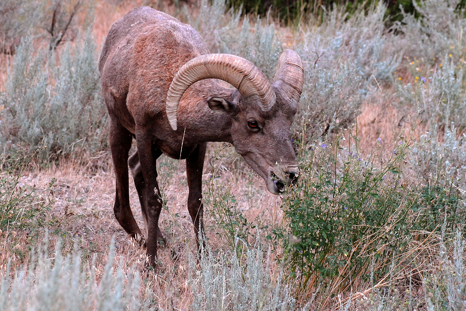 2007-07-29-wind-bighorn08