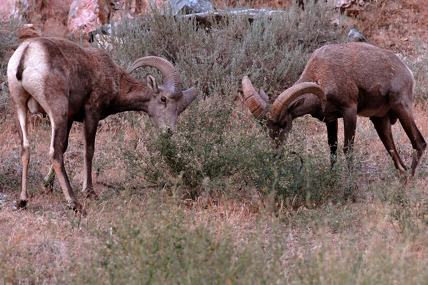 2007-07-29-wind-bighorn09