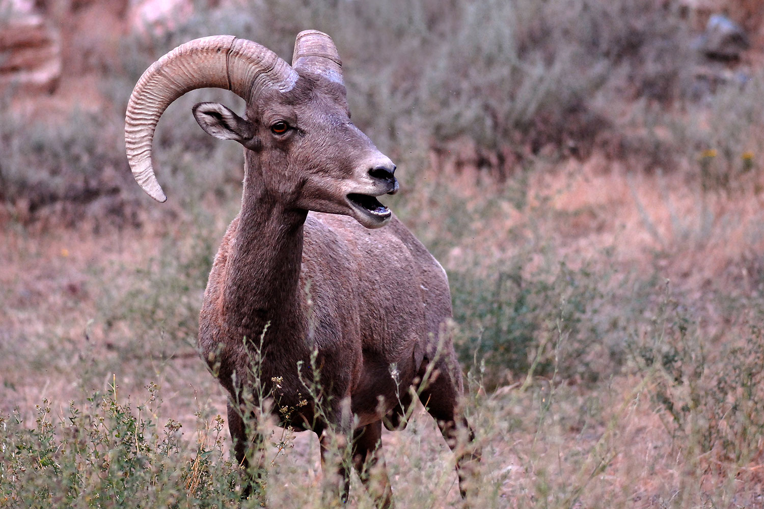 2007-07-29-wind-bighorn10
