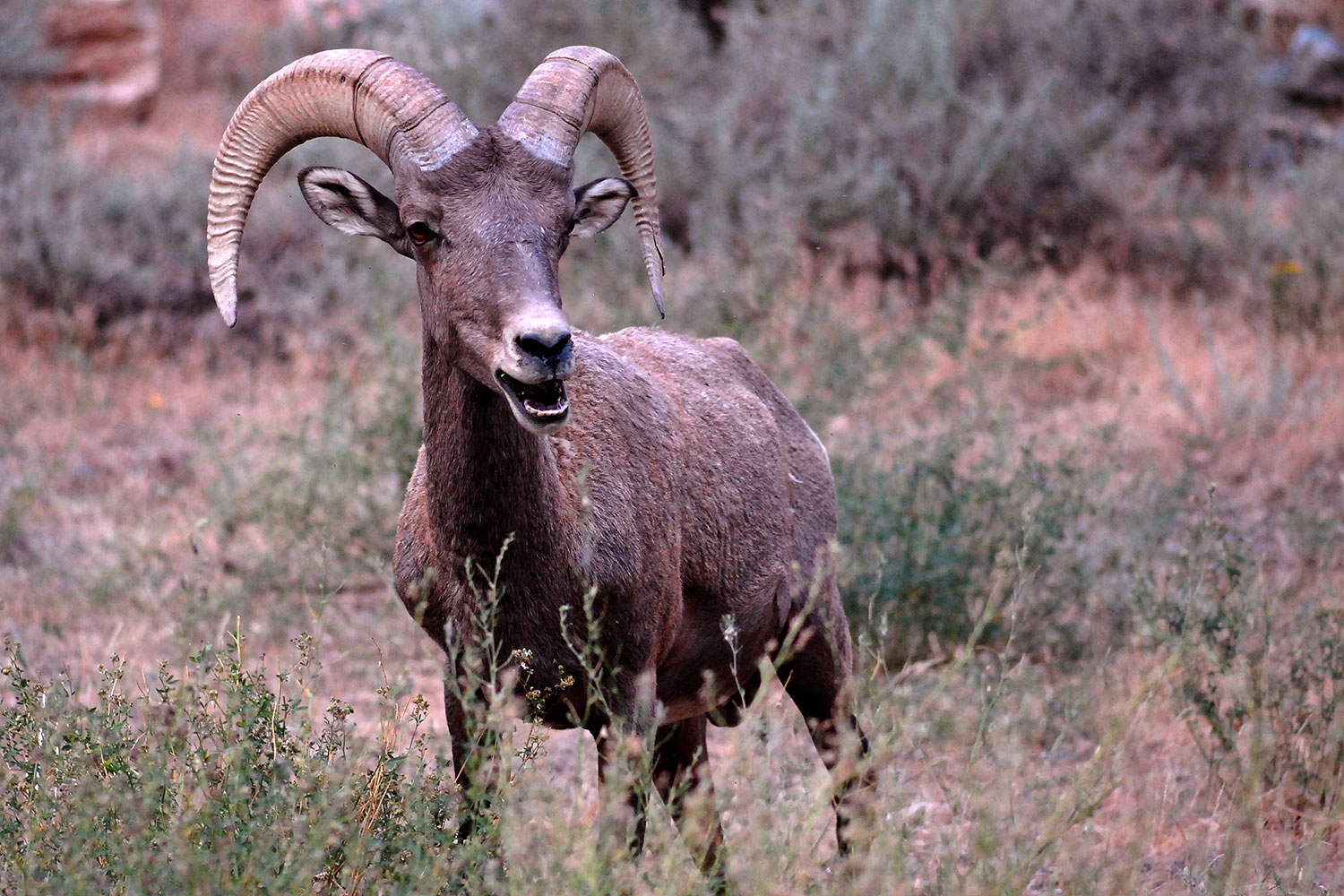 2007-07-29-wind-bighorn11