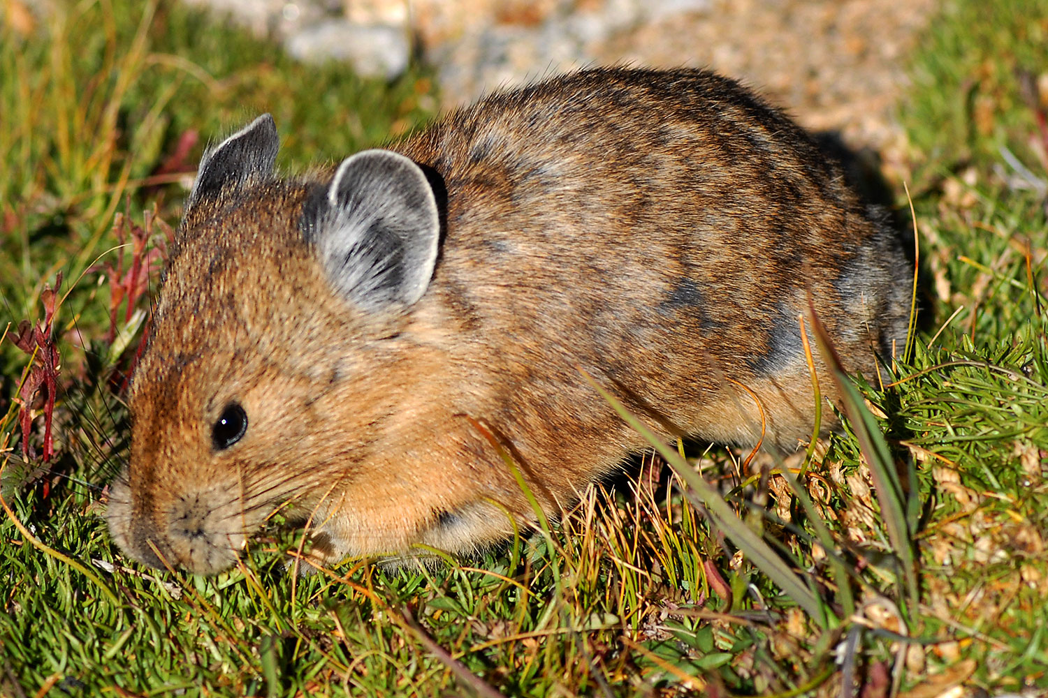 2007-08-26-rm-pika-9730