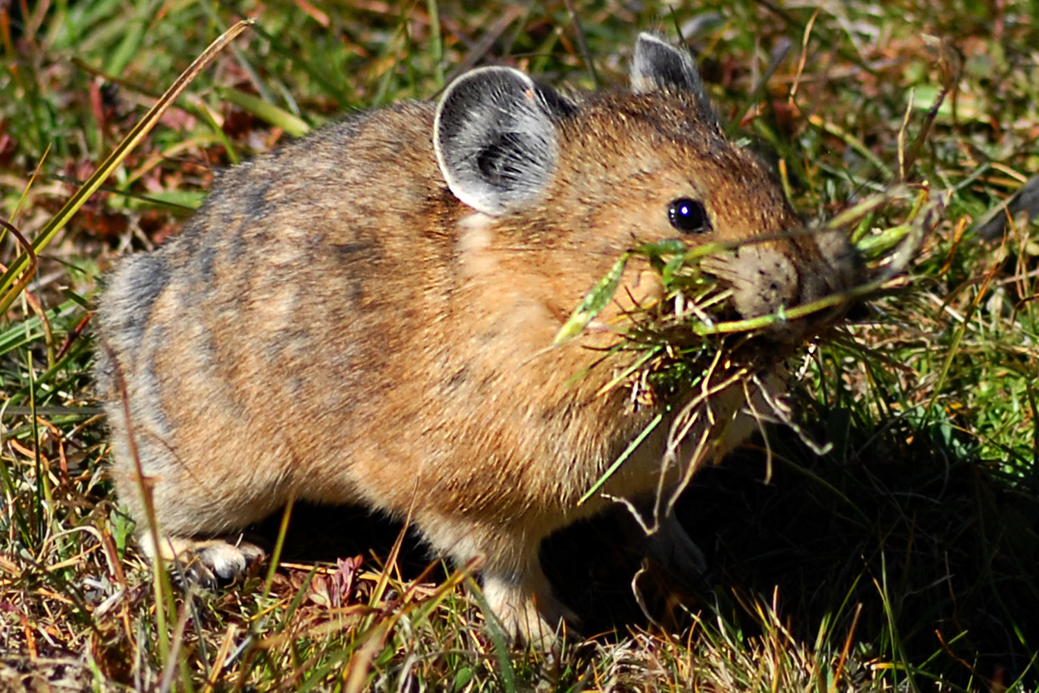 2007-08-26-rm-pika-9740c