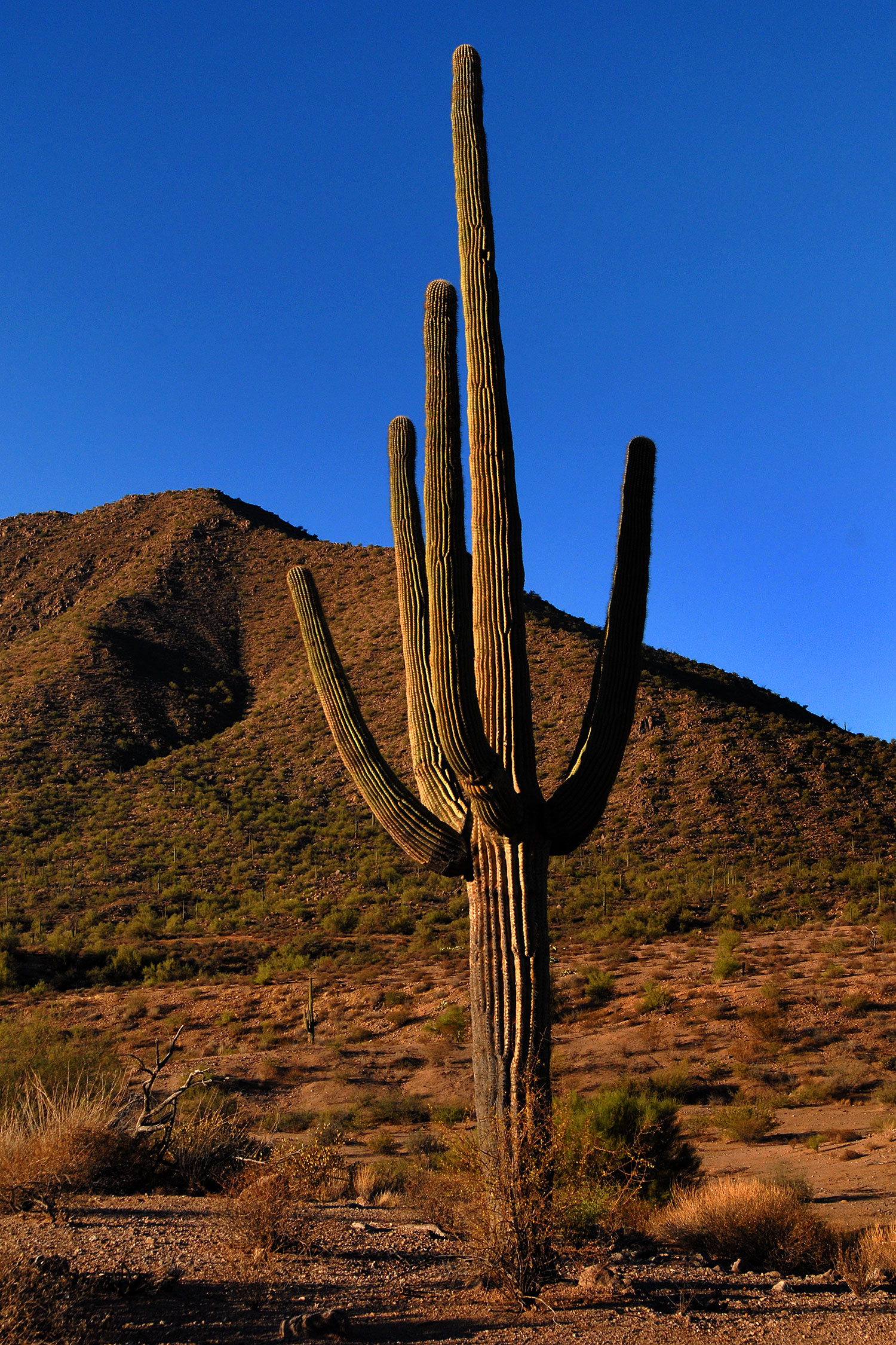 2007-10-08-sag-cactus-6149v