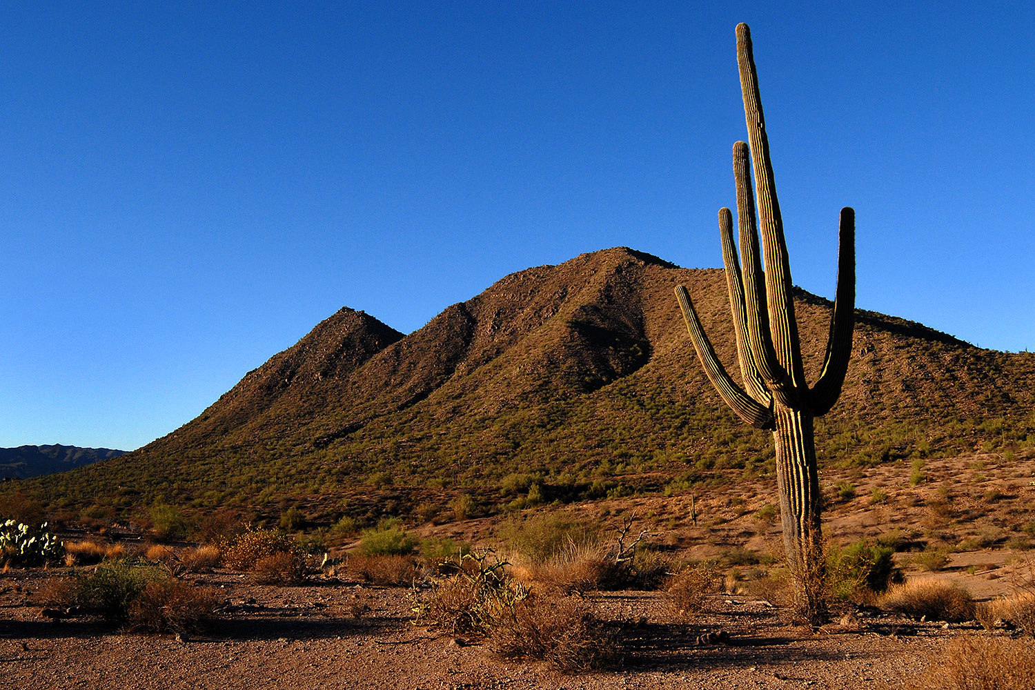 2007-10-08-sag-cactus-6152