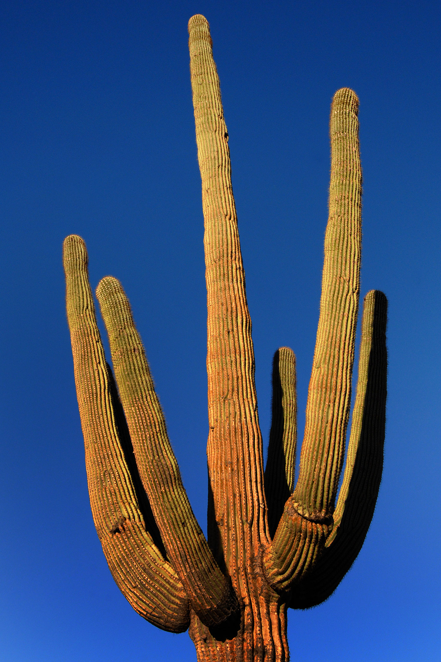 2007-10-08-sag-cactus-6172v