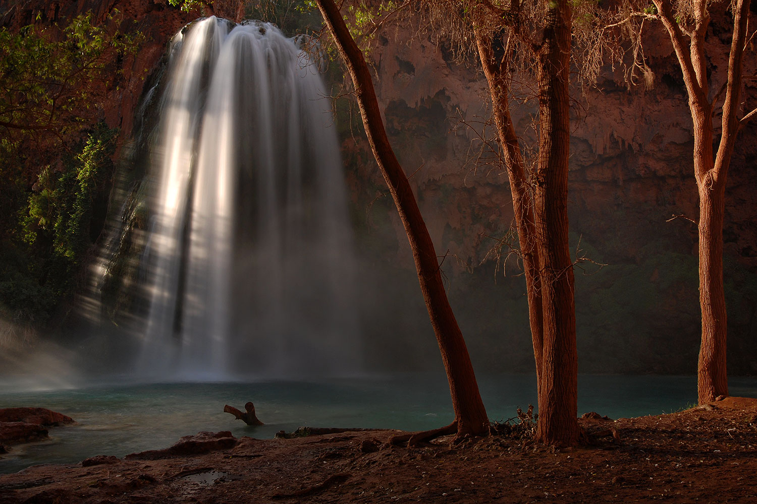 2008-05-21-hav-trees-9302