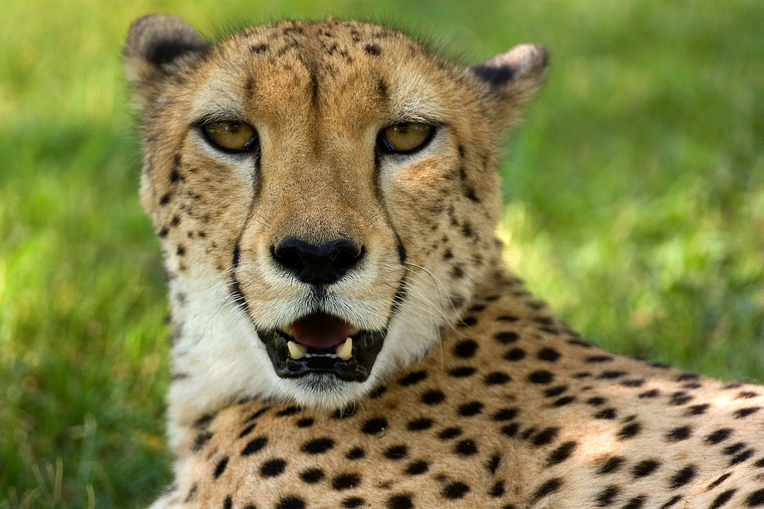 2008-07-24-zoo-cheetah-40d_0575