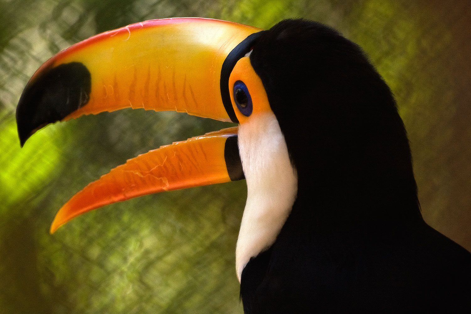 2008-07-24-zoo-tucan-40d_0357