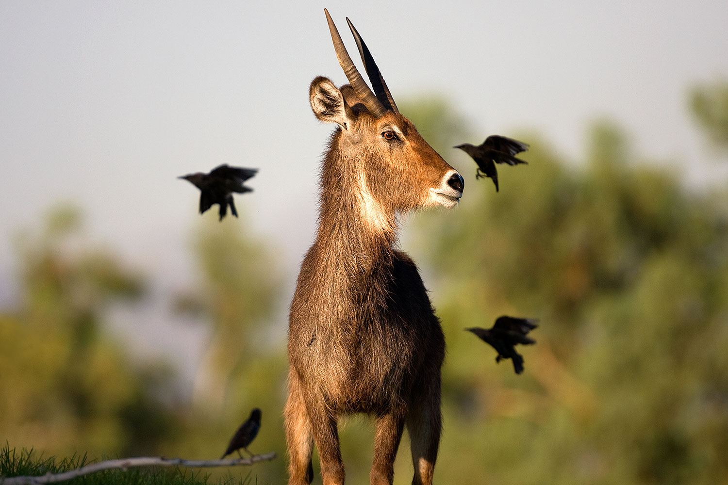 2008-07-25-zoo-antelope-40d_8218