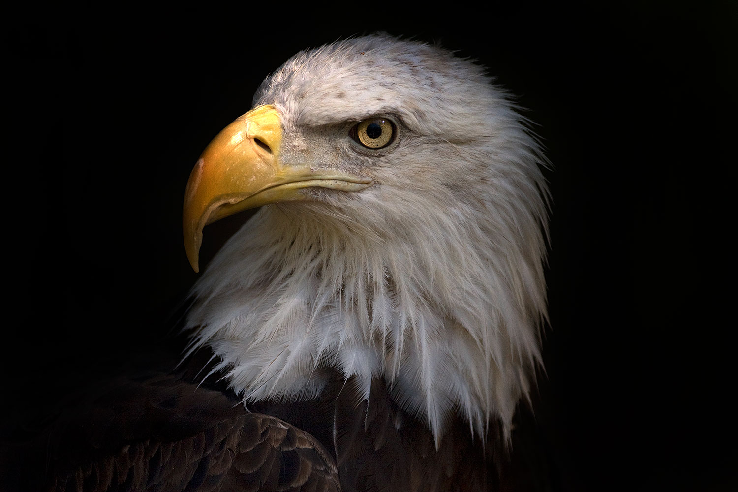 2008-07-25-zoo-eagle-40d_8971