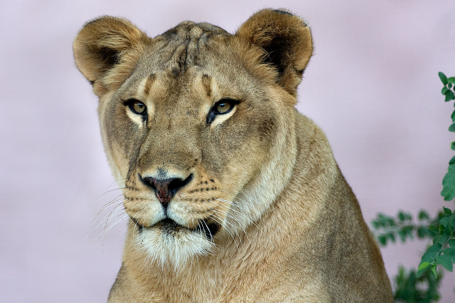 2008-07-25-zoo-lionness-40d_8041