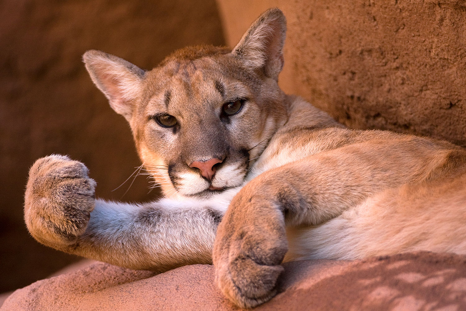 2008-07-25-zoo-puma-40d_8898