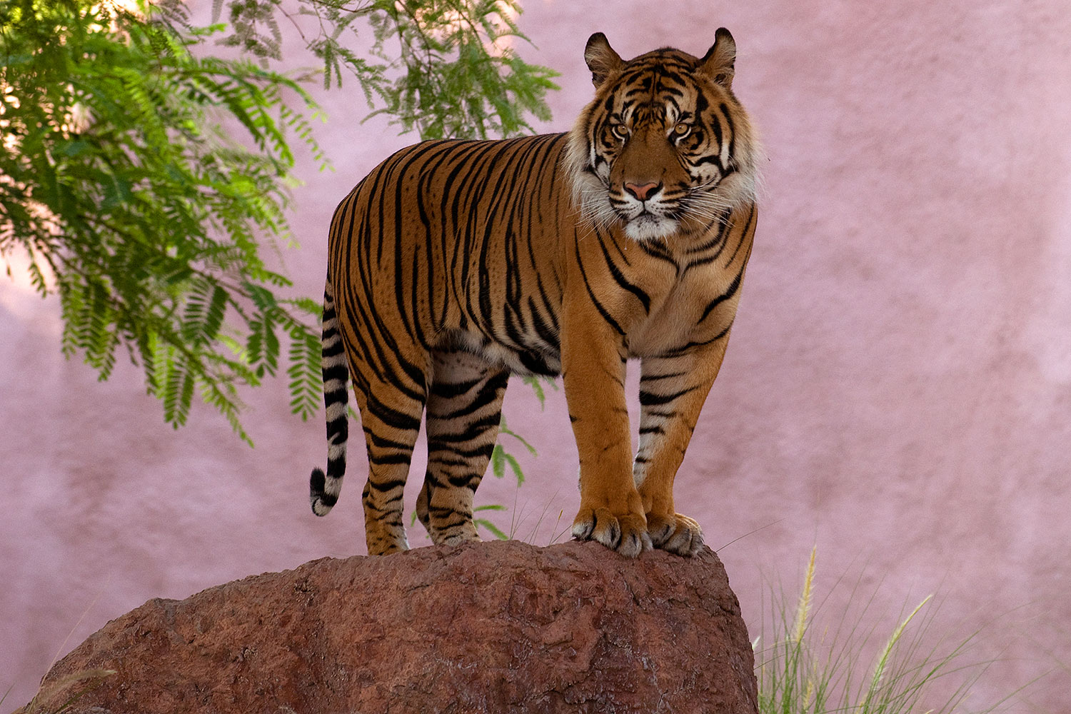 2008-08-07-zoo-tiger-20440
