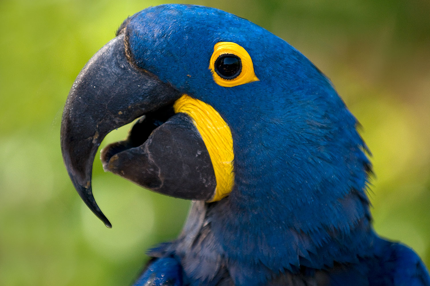 2008-08-09-zoo-b-macaw-21350