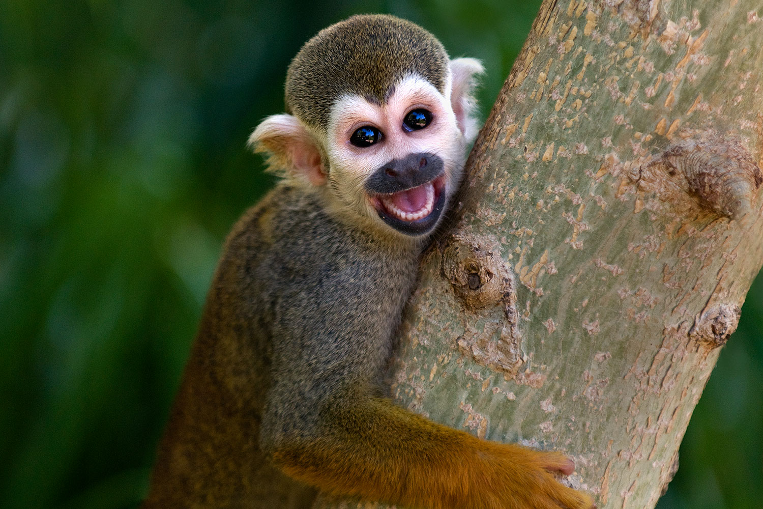 2008-08-09-zoo-sq-monkey-21121