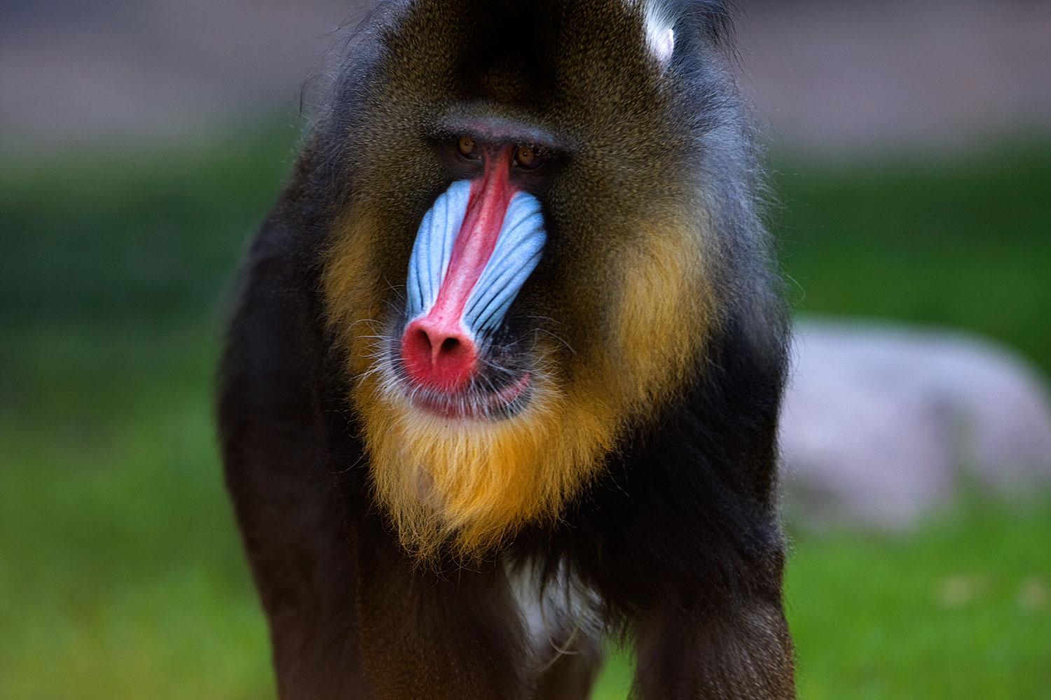 2008-08-10-zoo-mandrill-40d_13855