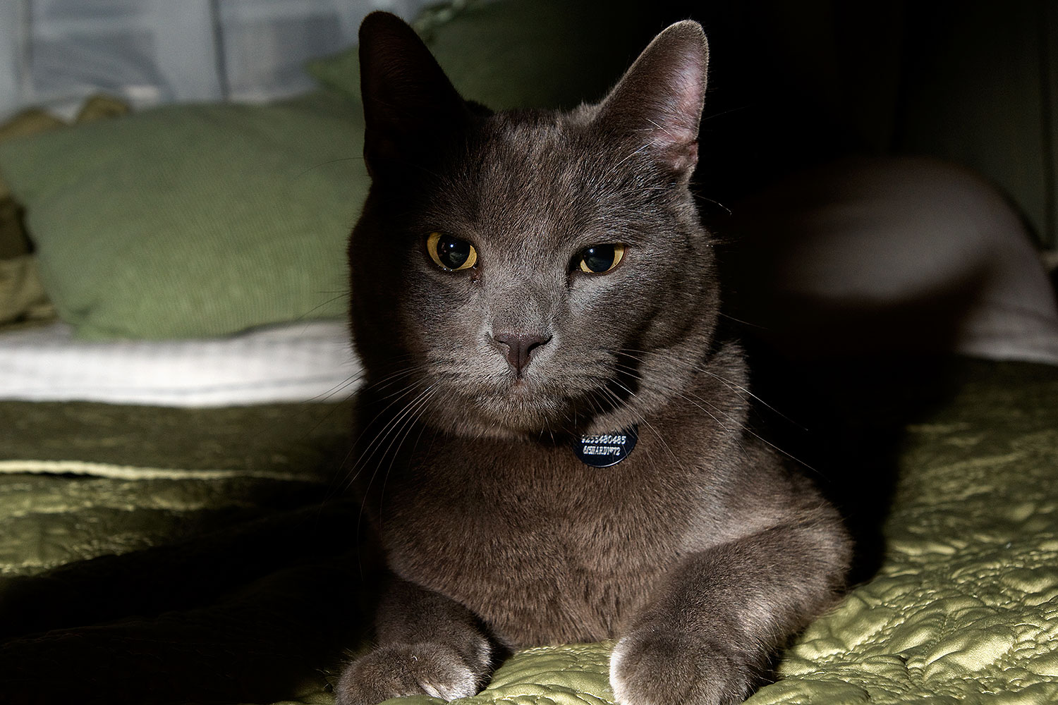 2008-10-14-tempe-tanner-34882