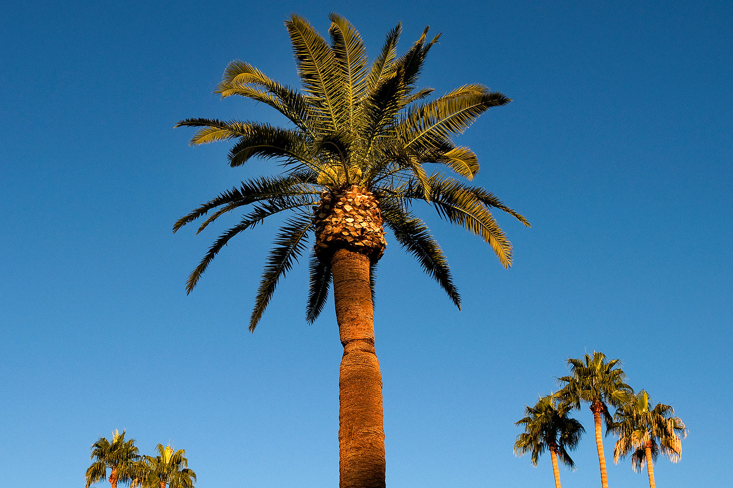 2008-12-21-mesa-pioneer-palms-65517