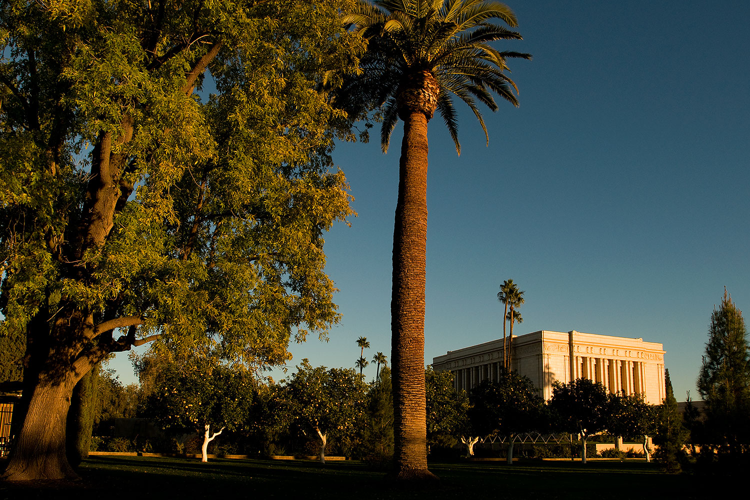 2008-12-31-mesa-temple-trees-69816