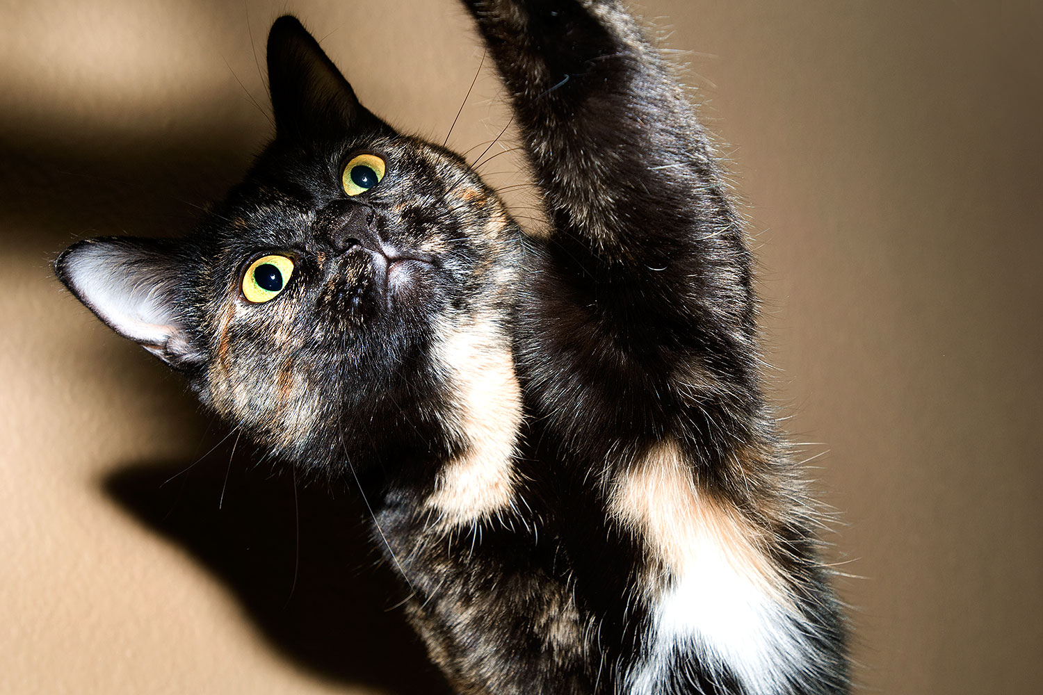 2009-01-02-tempe-sarafina-71353