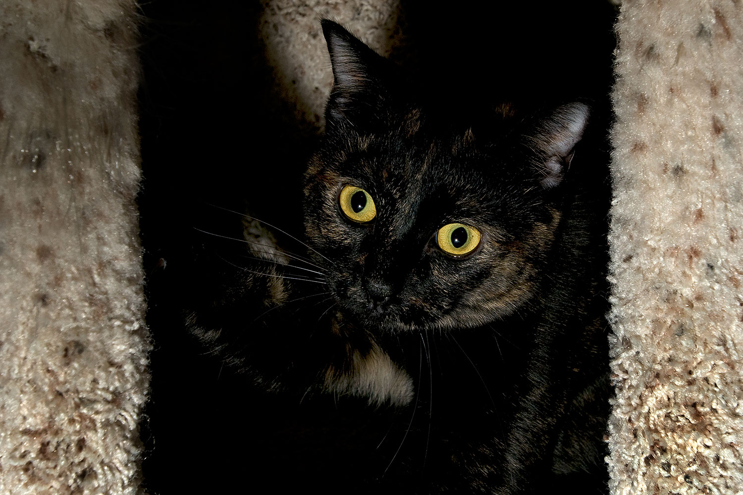 2009-01-04-tempe-sarafina-72149